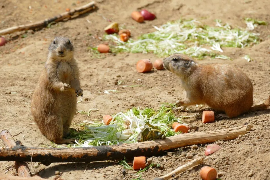 Decoding the Alarm: How Prairie Dogs Convey Specifics (Image Credits: Pexels)