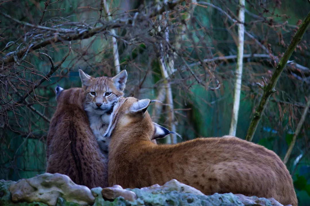 4 - Cancer: The Cougar's Fierce Loyalty (Image Credits: Unsplash)