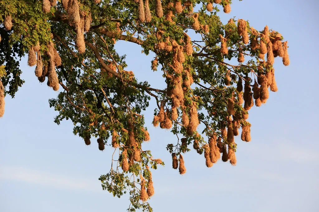 3. Montezuma Oropendola's Pendulous Sack Colonies (TravelingOtter, Flickr, CC BY 2.0)
