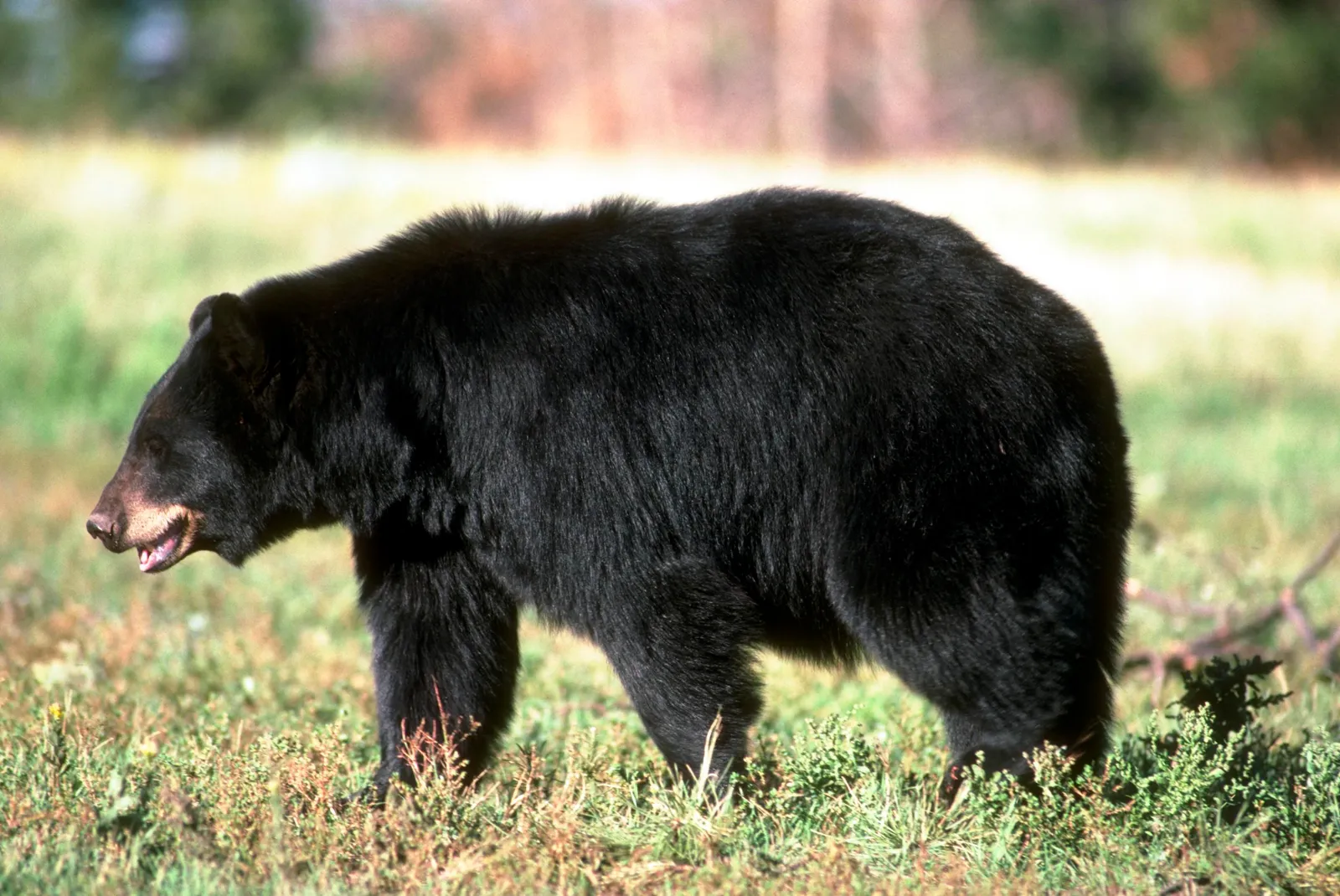 Habitual Travel Routes Lock In the Pattern (Black Bear, CC BY 2.0)