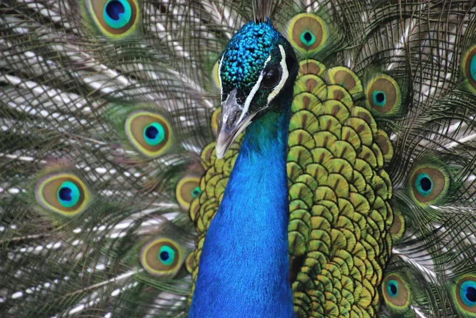 The Peacock: Drama, Beauty, and Pure Leo Energy (Image Credits: Pexels)