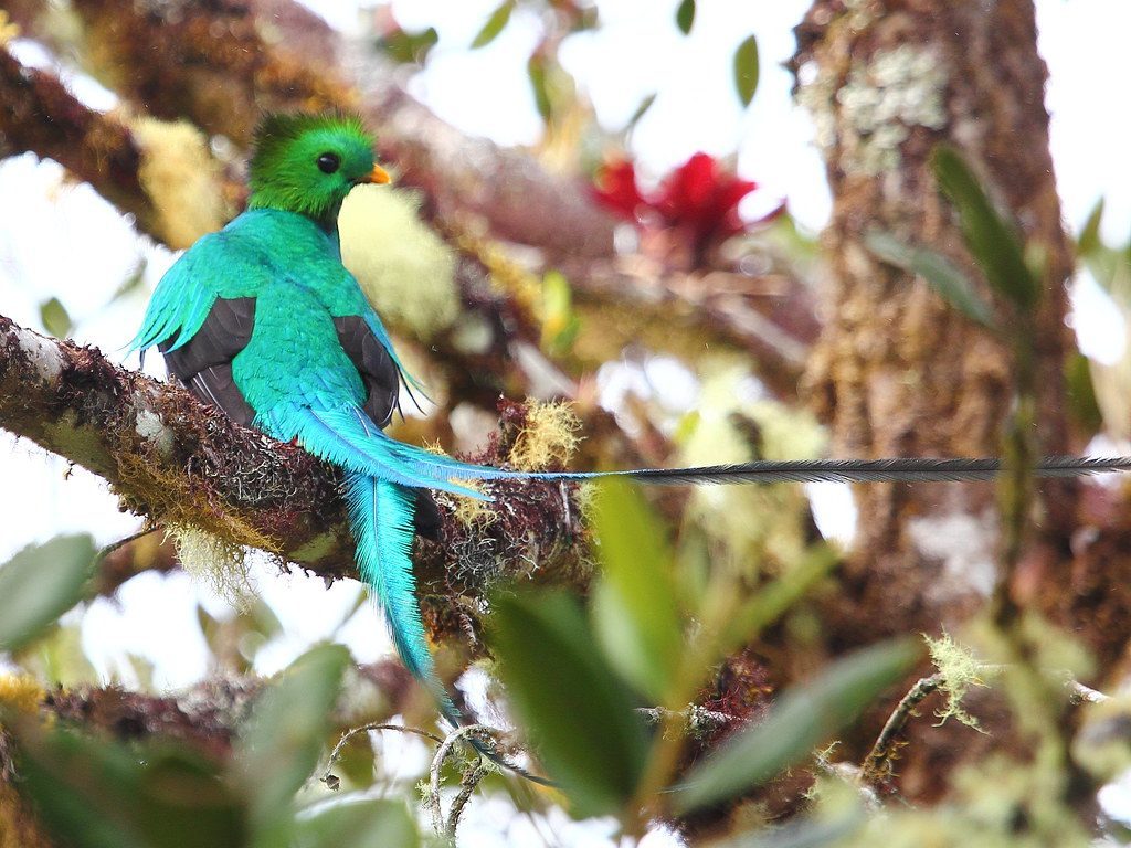Resplendent Quetzal (Image Credits: Flickr)