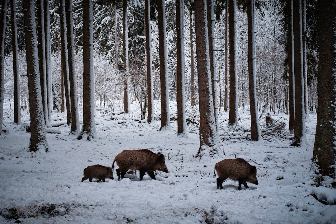 The Nuclear Winter Animal Apocalypse (Image Credits: Unsplash)
