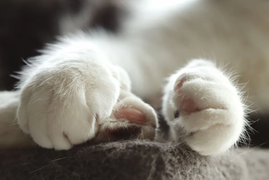 #11 - Declawing Isn't a Nail Trim. It's an Amputation That Changes Them Forever. (Image Credits: Pexels)