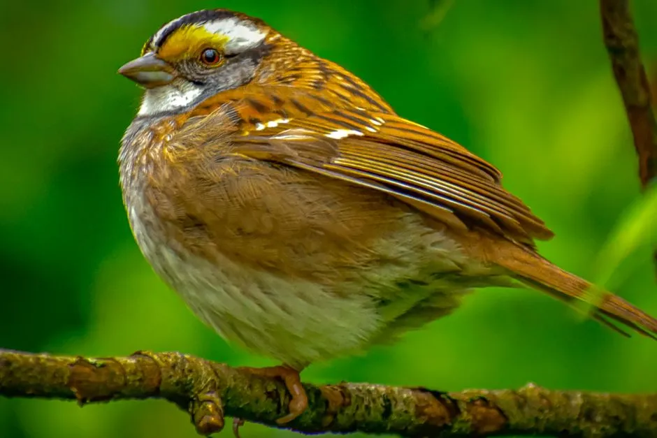 #20 - White-throated Sparrow (Image Credits: Pexels)