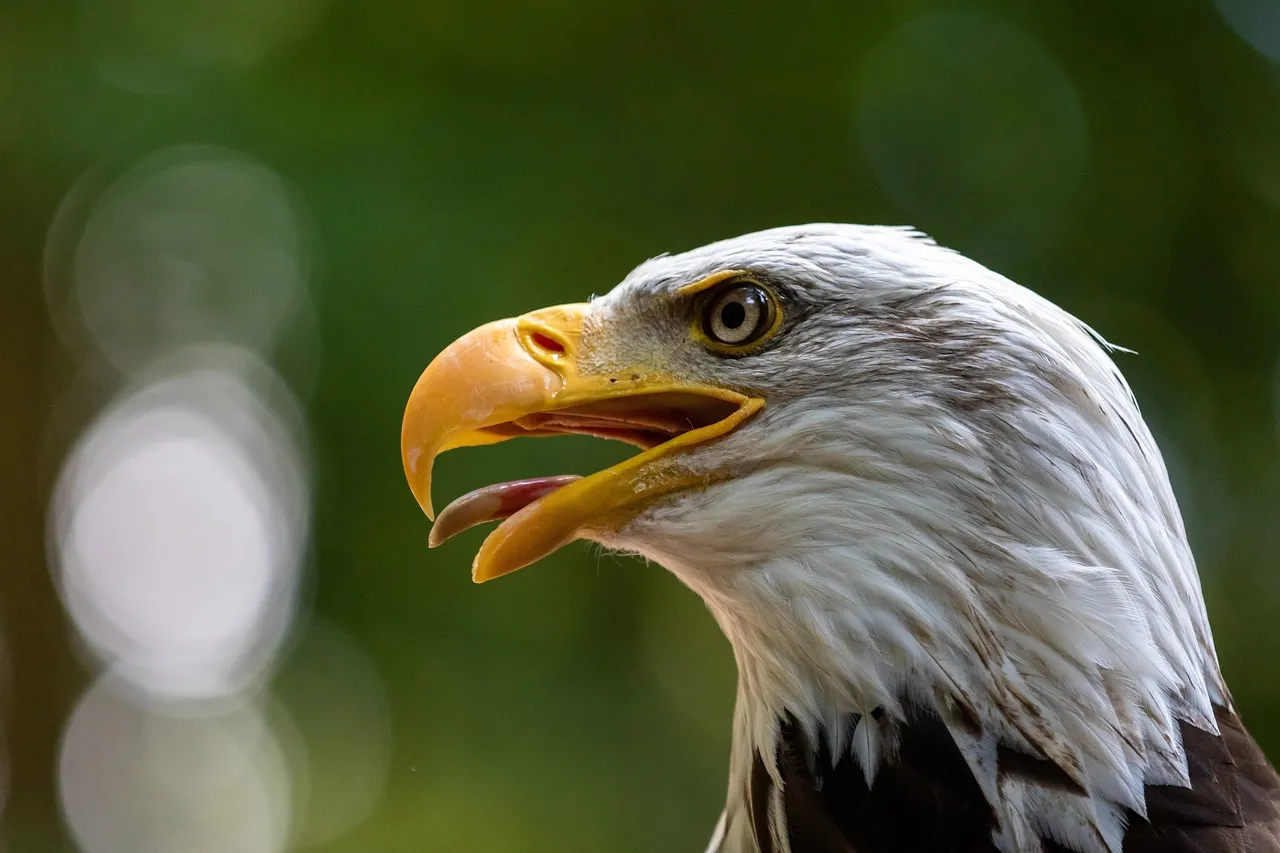 #7 - Bald Eagles Surging Back to Crowded Coasts and Cities (Image Credits: Pixabay)