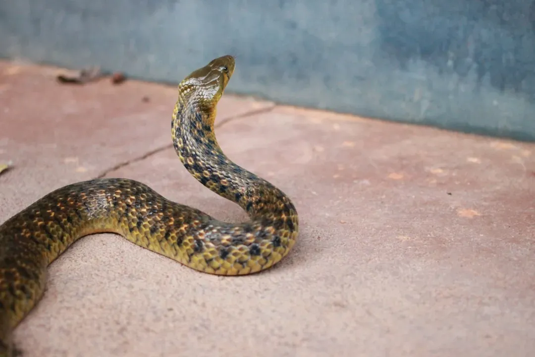 Snakes (Image Credits: Unsplash)
