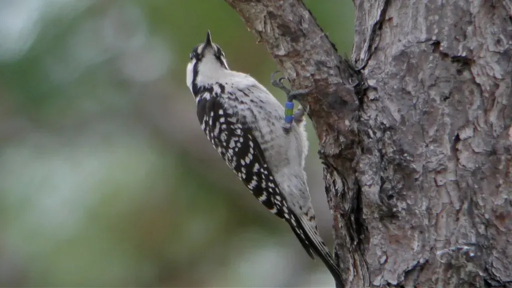 #6: The Red-Cockaded Woodpecker - A Small Bird's Giant Recovery (Wildreturn, Flickr, CC BY 2.0)