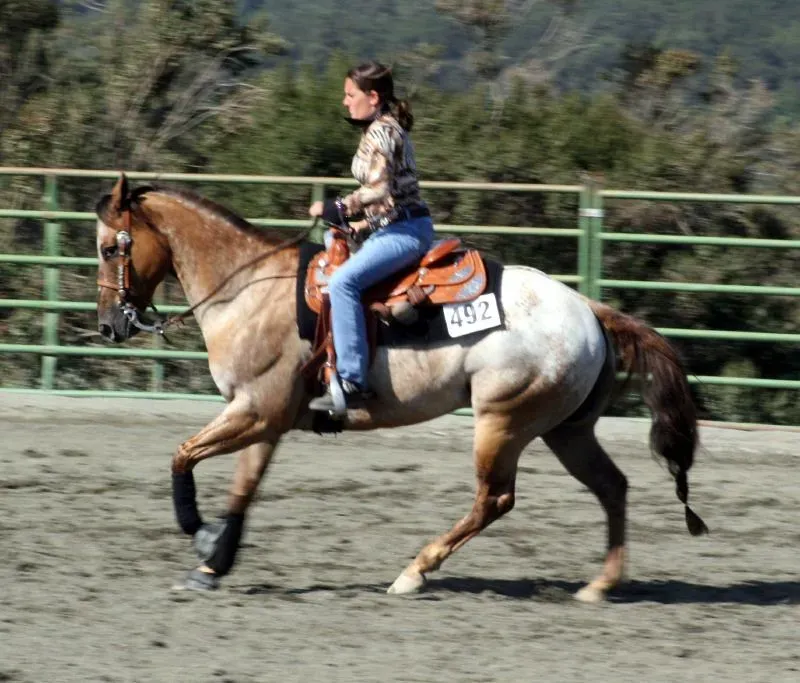 #13 - Appaloosa (Just chaos, Flickr, CC BY 2.0)