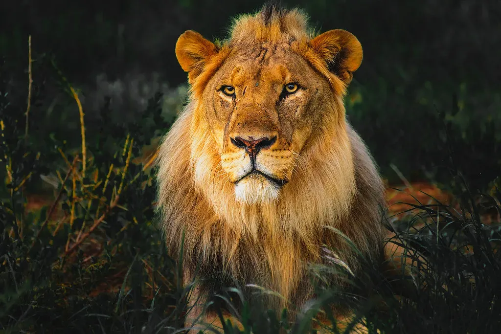 Leo: The Regal Protector (Image Credits: Flickr)