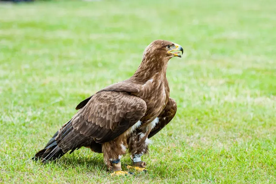 A Note on What These Eight Birds Represent (Image Credits: Pexels)