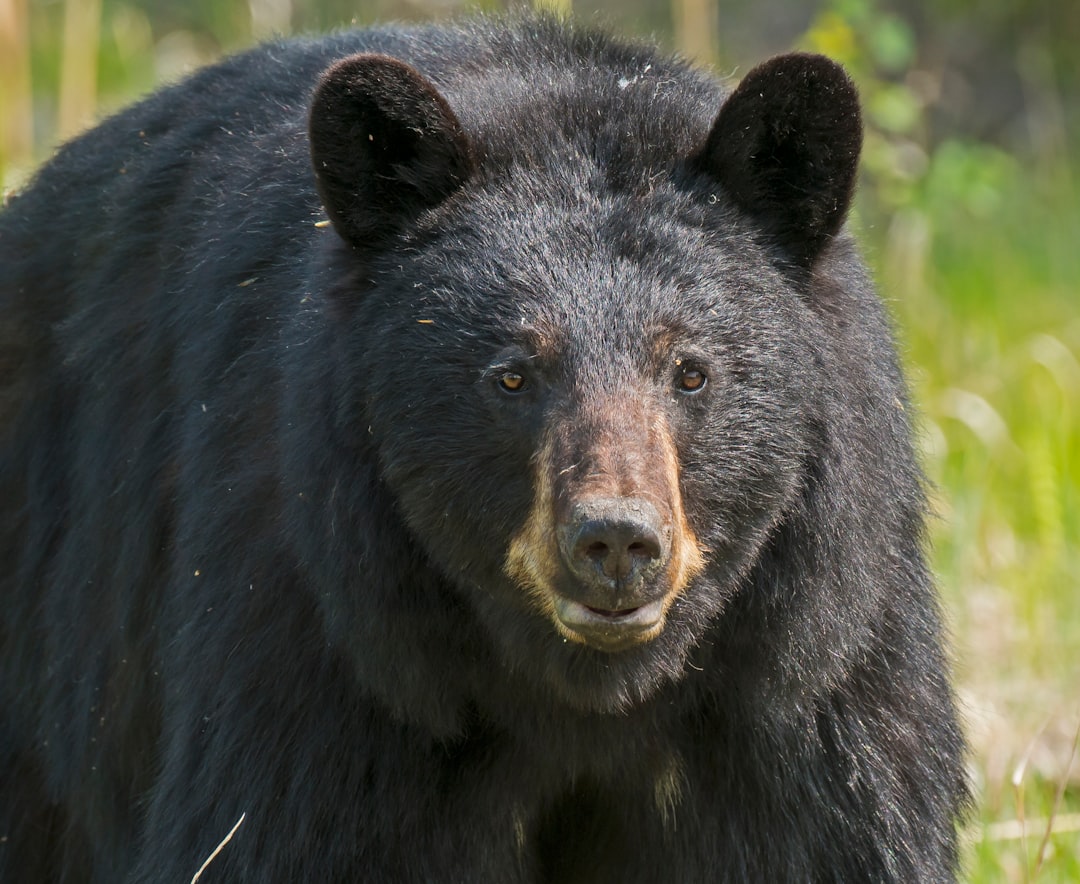 The Southern Swamp Bear (Image Credits: Unsplash)