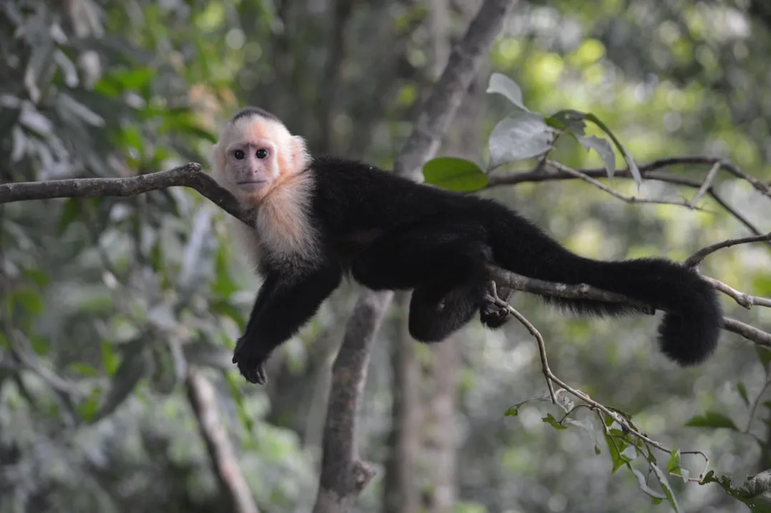 #8 - Capuchin Monkeys: The Calculating Best-Friend Makers (Image Credits: Unsplash)