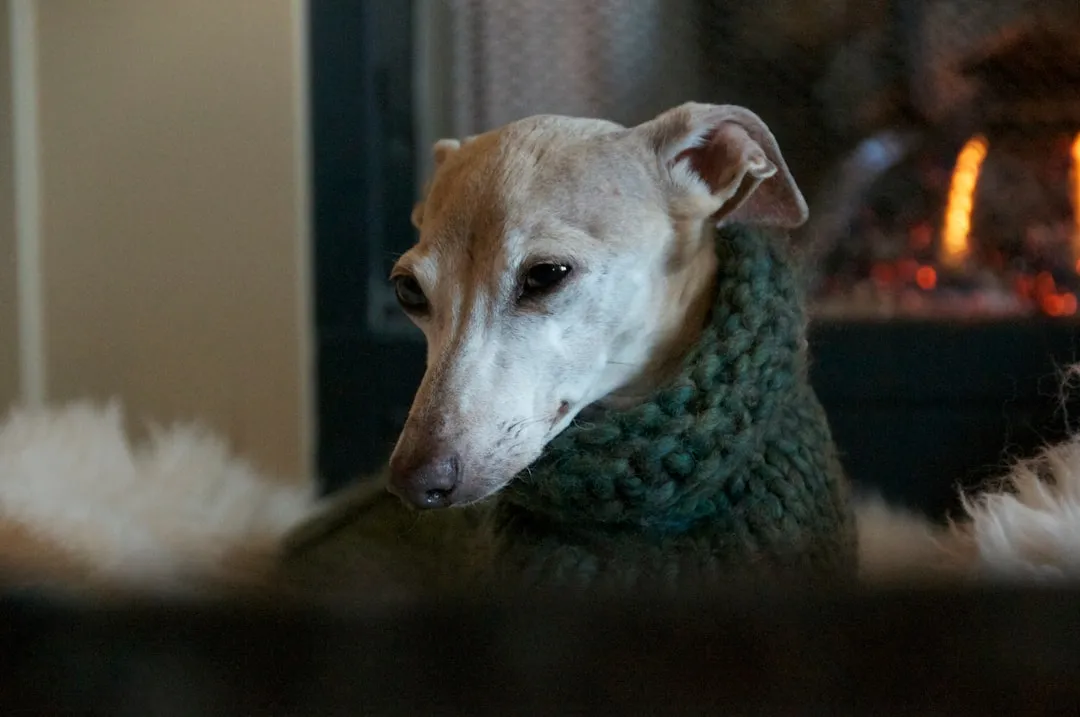 #13 - Italian Greyhound: Pocket-Sized Sprinter, Full-Time Lap Warmer (Image Credits: Unsplash)