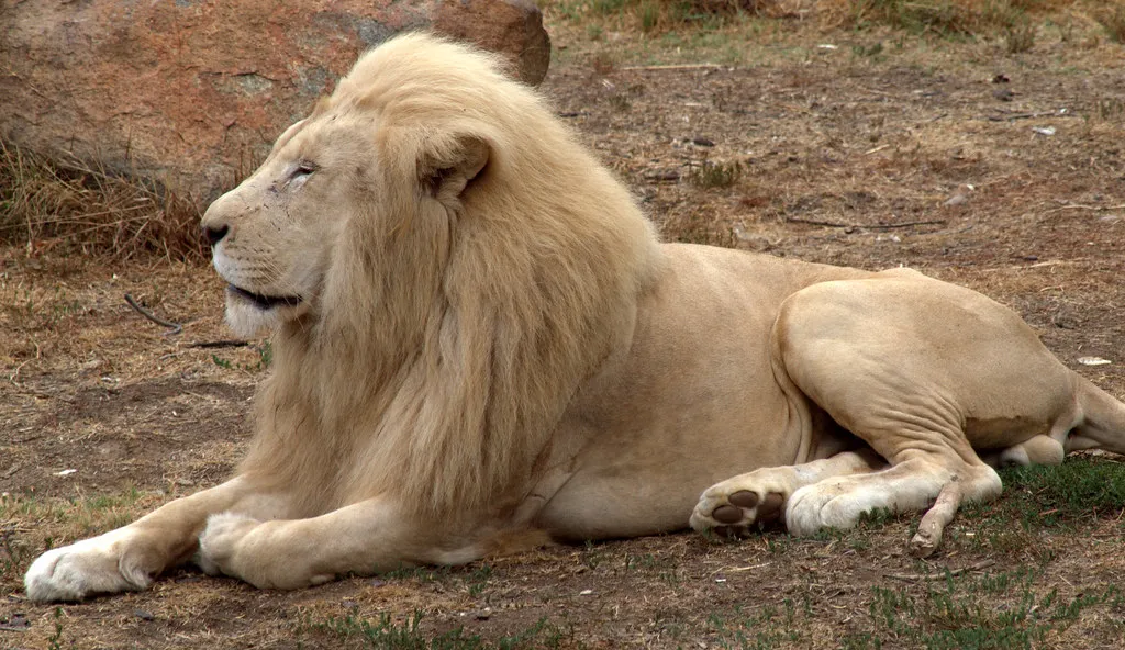 7. Lions Are Territorial and Mark Their Domains (jimbowen0306, Flickr, CC BY 2.0)