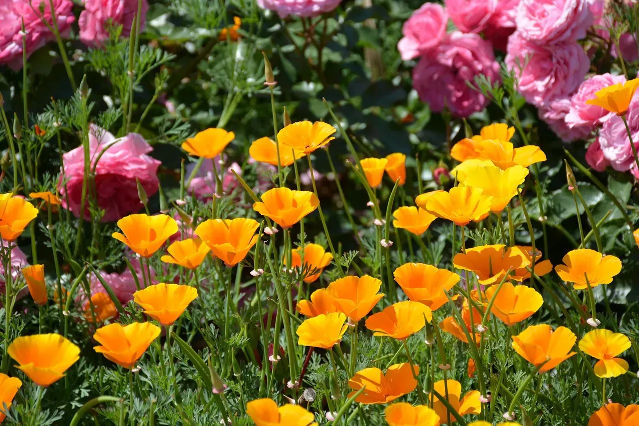 California: A Biodiversity Hotspot Like No Other (Image Credits: Pixabay)
