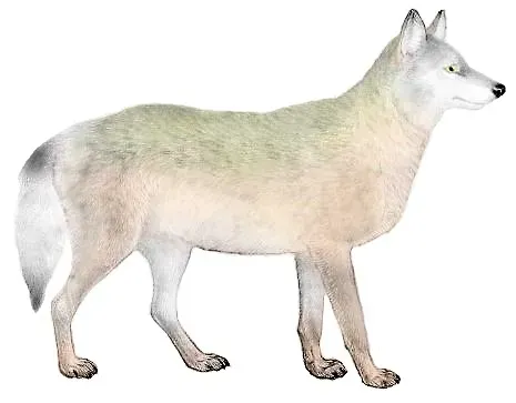 Taurus (April 20 – May 20): The Great Plains Wolf (By Mivart, St. George Jackson (30 November 1827 – 1 April 1900), Public domain)