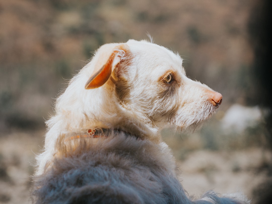 Cairn Terrier (Image Credits: Unsplash)