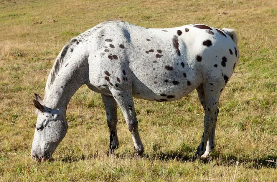 #11 Aquarius (January 20 – February 18): The Appaloosa (Image Credits: Pexels)