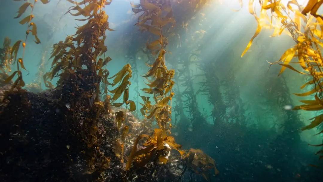 They Boost Biodiversity by Turning Kelp Forests Into Living Apartment Complexes (Image Credits: Unsplash)