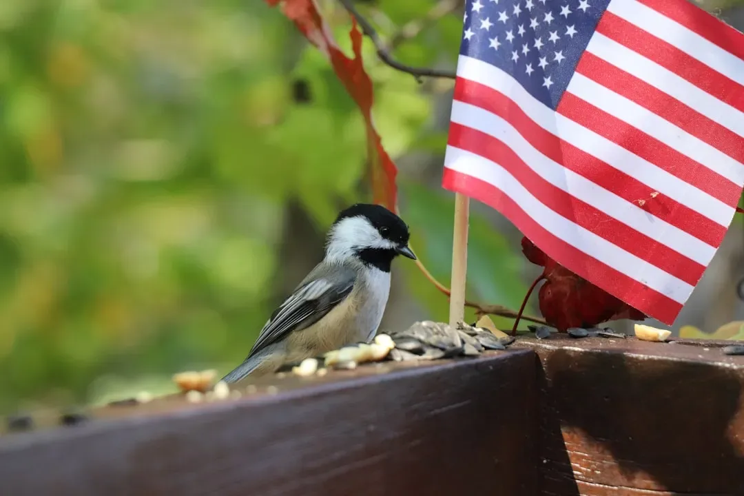 4. A Chickadee's Brain Actually Grows Every Autumn (Image Credits: Unsplash)