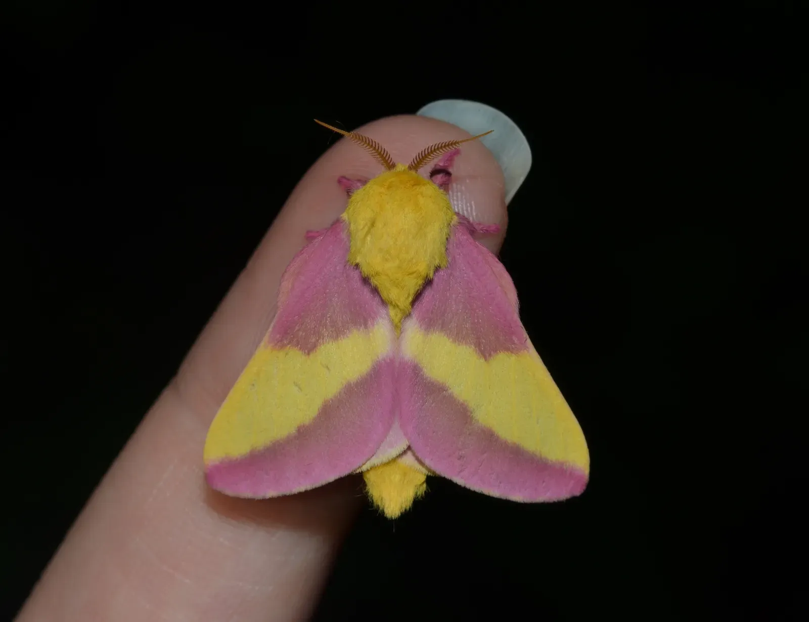 Rosy Maple Moth (Image Credits: Wikimedia)