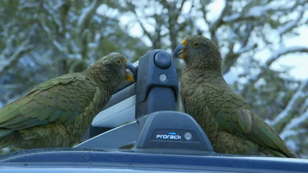 They're Completely Herbivorous and Leave Distinctive