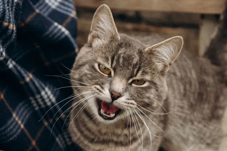 #13 - Louder Meowing or Odd Nighttime Calls (Image Credits: Pexels)