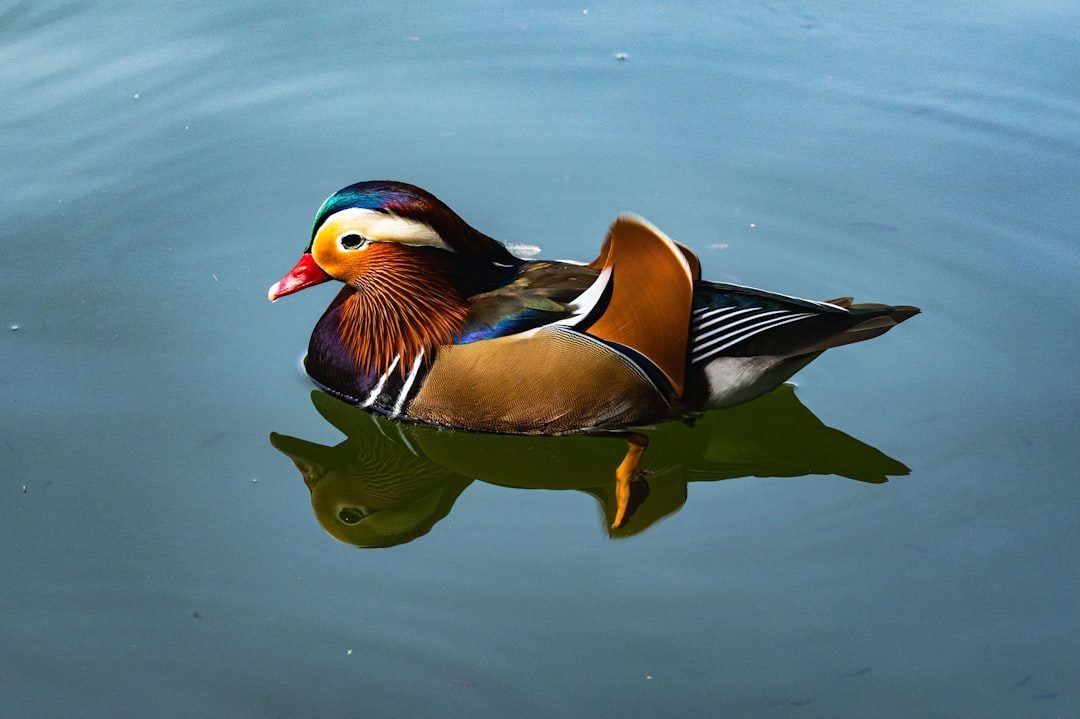Mandarin Duck (Image Credits: Unsplash)