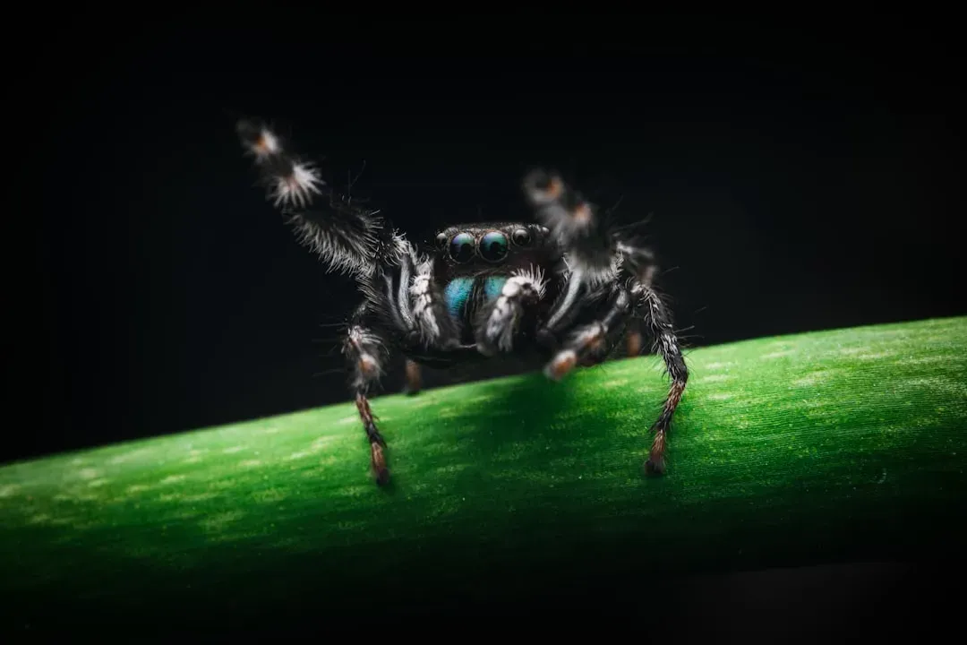 Mount Everest's High-Altitude Jumping Spiders (Image Credits: Unsplash)