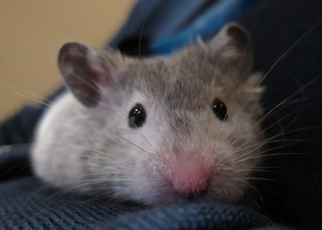 The Surprisingly Flexible Body of a Hamster (Su--May, Flickr, CC BY 2.0)