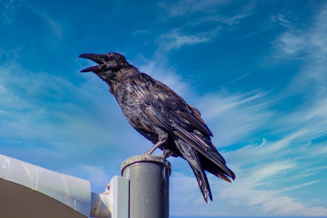3. Common Raven: The Strategic Planner (Image Credits: Unsplash)