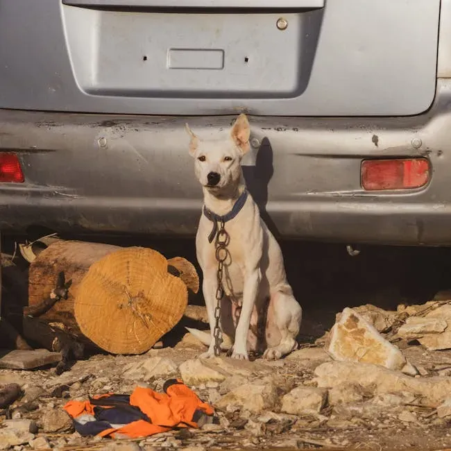 #6: Never Chain or Permanently Tether Your Dog Outside (Image Credits: Pexels)