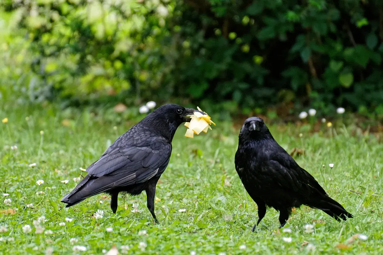 Seeking Sustenance or Something More (Image Credits: Pixabay)