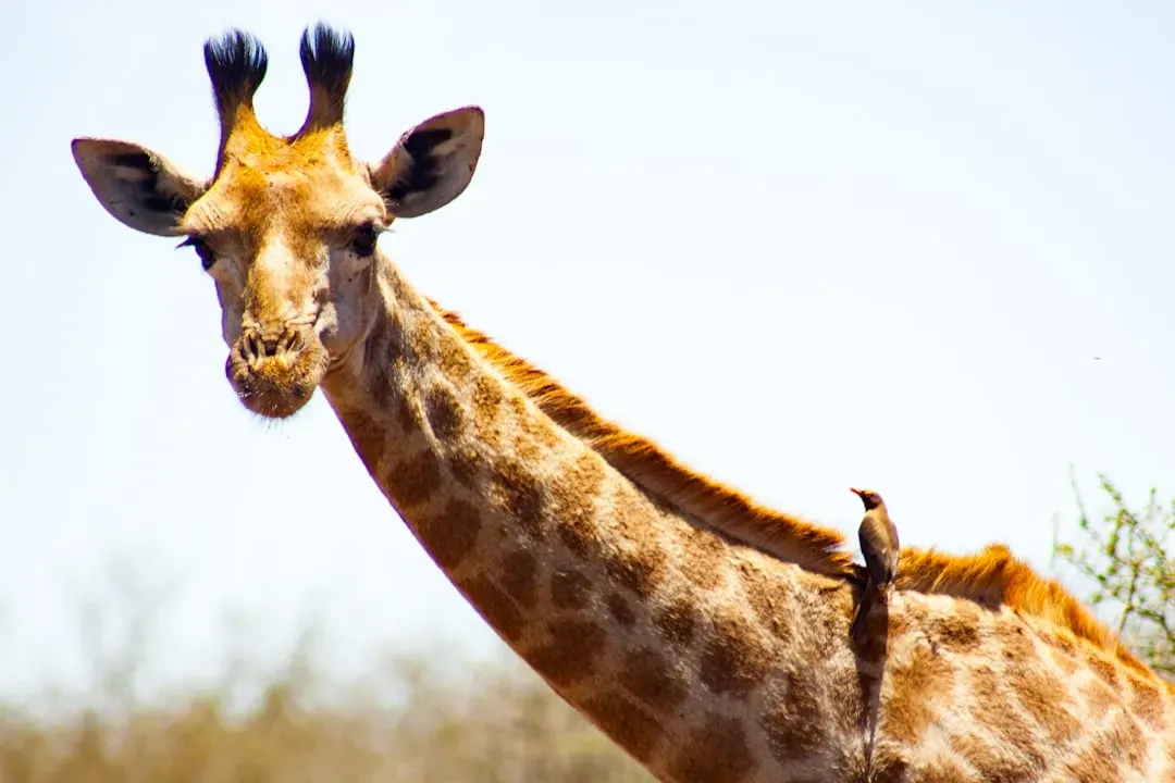 Bea the Giraffe and Wilma the Ostrich: Tall Friends in a Short World (Image Credits: Unsplash)