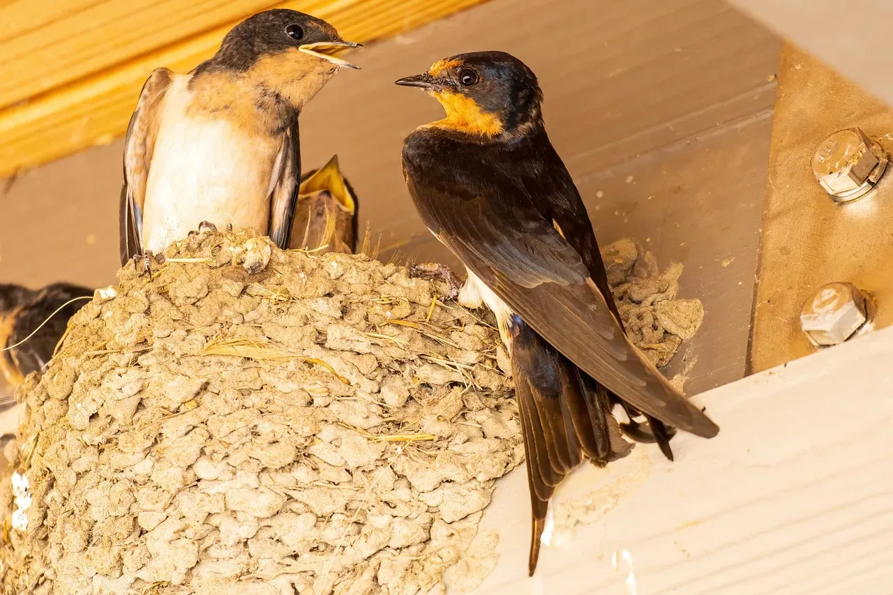 Cave Swallow (Image Credits: Pixabay)