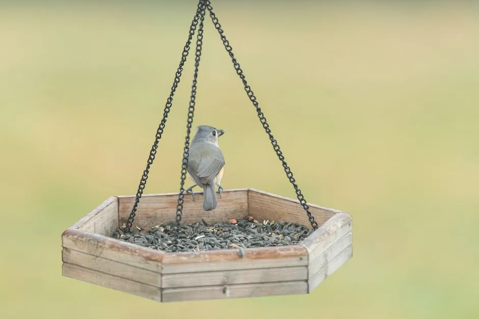 16. Hexagon Cedar Tray Feeder: The Ground-Feeder Magnet (Image Credits: Pexels)