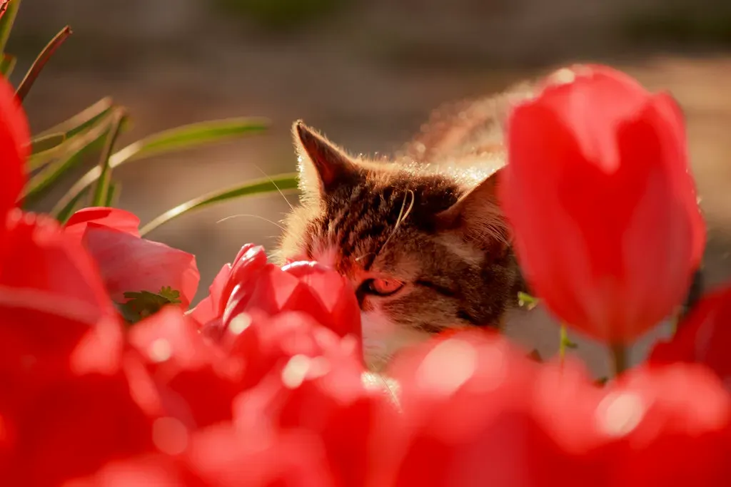 Tulips: Spring's Beautiful But Dangerous Blooms (Image Credits: Flickr)