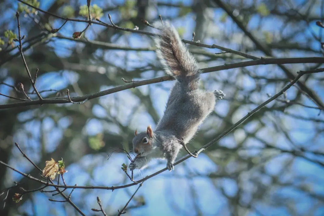 Libra: The Social Flying Squirrel (Image Credits: Unsplash)