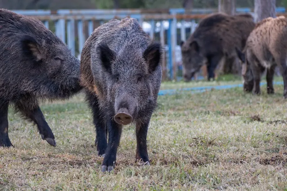 The Wild Pig (Feral Hog) (Image Credits: Pexels)