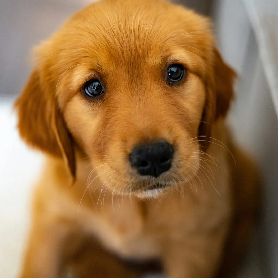 1. They Give You Those Unmistakable Puppy Dog Eyes (Image Credits: Unsplash)