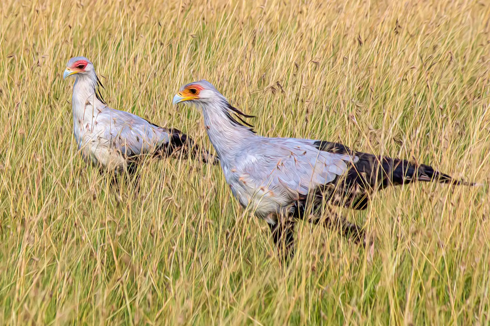 Conclusion: The Savanna&rsquo;s Tallest Assassin Deserves Its Reputation (Secretarybirds, Maasai Mara, CC BY 2.0)