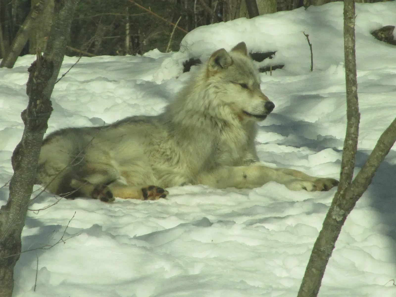 Wisconsin: A Forest Recovery Story (Haliburton Forest Wolf Centre - March 2011 - 003, CC BY 2.0)