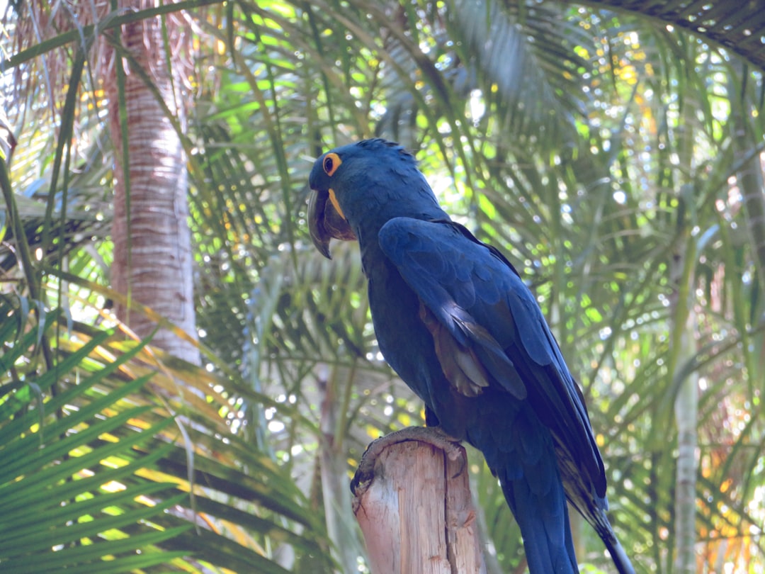 Macaws: Magnificent Giants with Colorful Personalities (Image Credits: Unsplash)