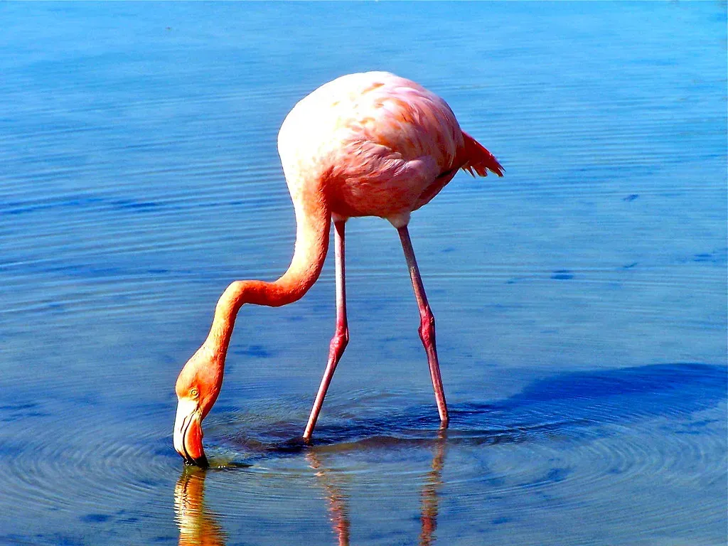 Hurricane Idalia and the Accidental Pink Wave (Reiki Lifestyle - Colleen Benelli, Flickr, CC BY 2.0)