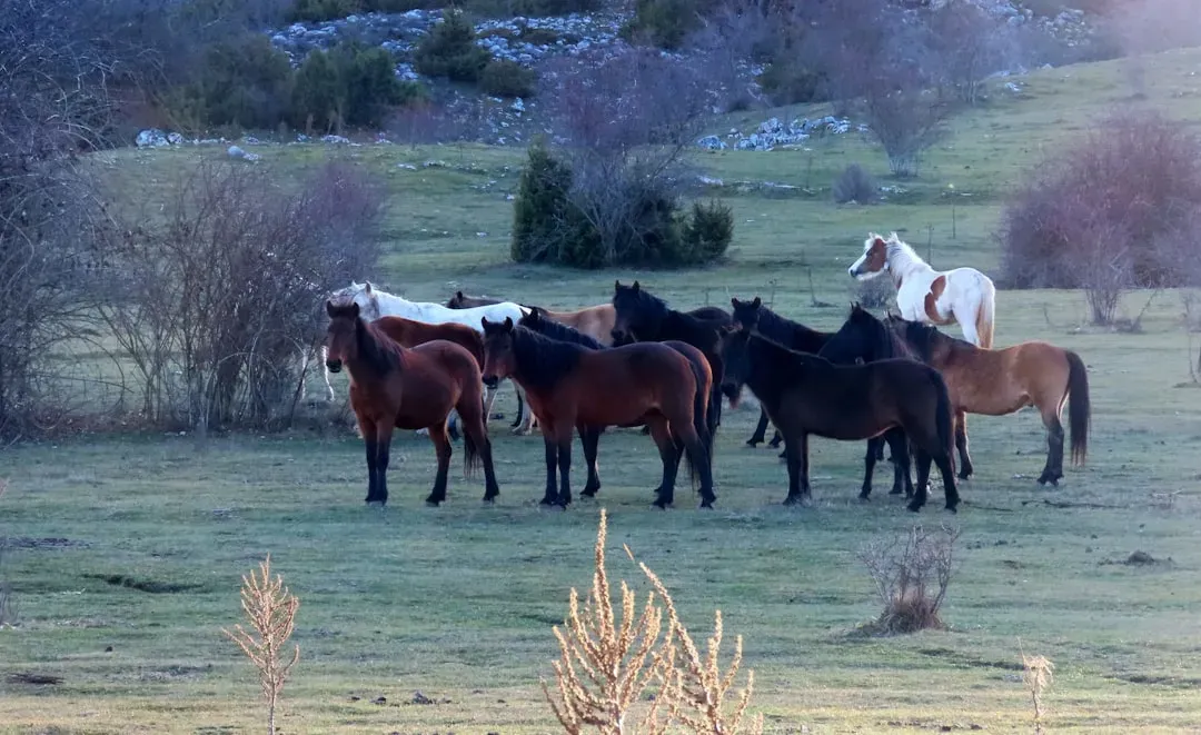 Utah: America's Most Photographed Wild Herd (Image Credits: Unsplash)