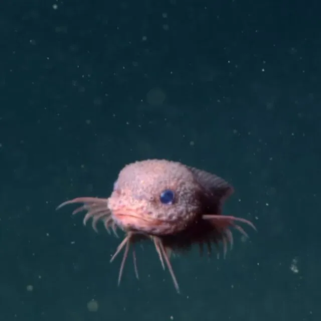 Psednos gulliensis: The Gully Snailfish (By Unknown authorUnknown author, CC0)