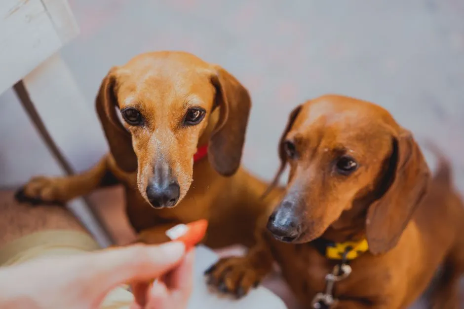 #9 - Dachshund: Tiny Legs, Moderate Needs, Big Opinions (Image Credits: Pexels)
