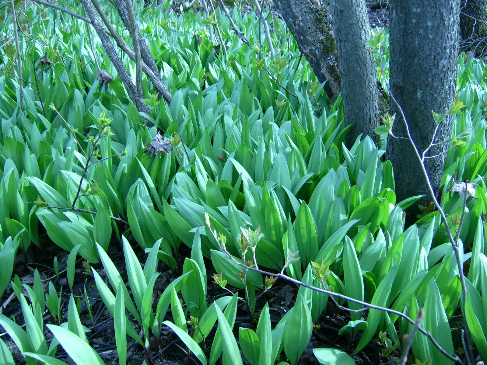 #19 - Ramps (Wild Leeks) (By Fungus Guy, CC BY-SA 3.0)