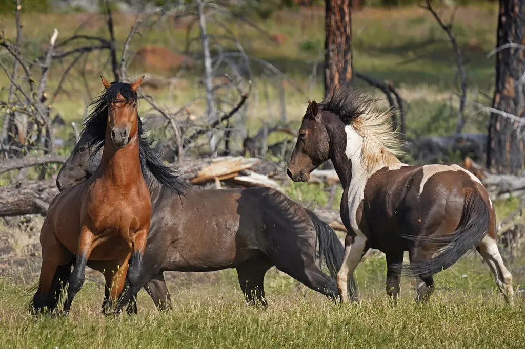 The Bigger Picture: A Nation Still Wild Enough for Wild Horses (Kevin Crosby, Flickr, CC BY-SA 2.0)